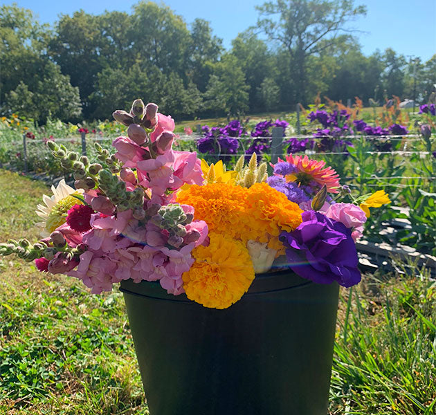 Gift a Bucket of Flowers
