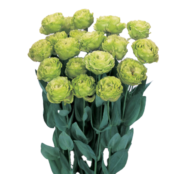 Lisianthus Rosanne Series Clear Green