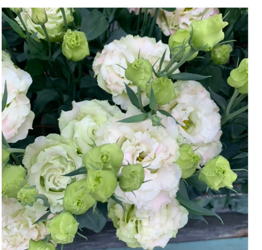 Lisianthus Celb Series Pink Diamond