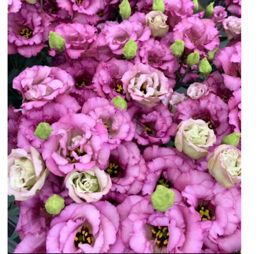 Lisianthus Celeb Series Wine
