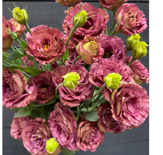 Lisianthus Rosanne Series Brown