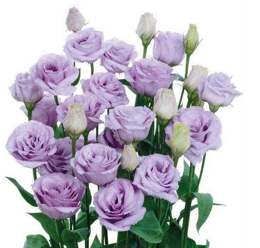 Lisianthus Rosita Series Lavender