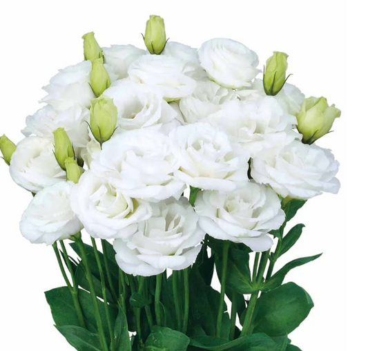 Lisianthus Rosita Series White