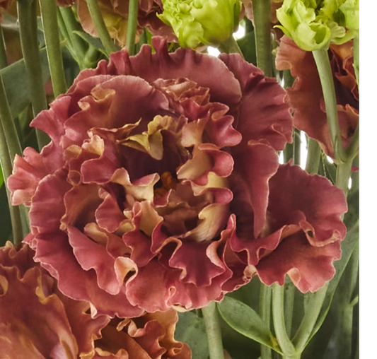 Lisianthus Rosanne Series Terracotta