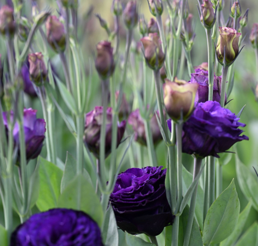 Lisianthus ABC Series Blue
