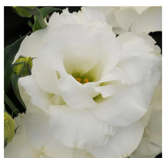 Lisianthus ABC Series White