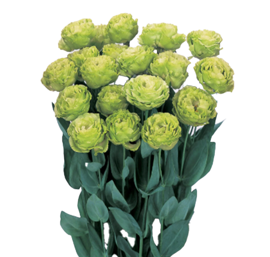 Lisianthus Rosanne Series Clear Green
