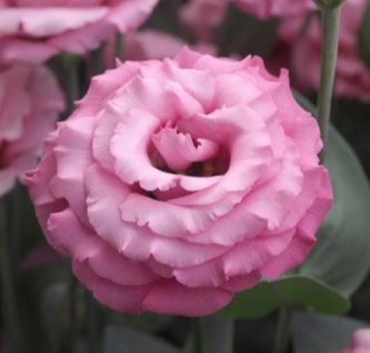 Lisianthus Jolly Pink
